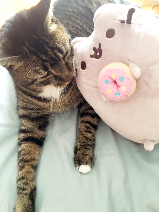 *I spent too much time on Monday morning trying to get Bear and Pusheen to be friends. He was not amused.